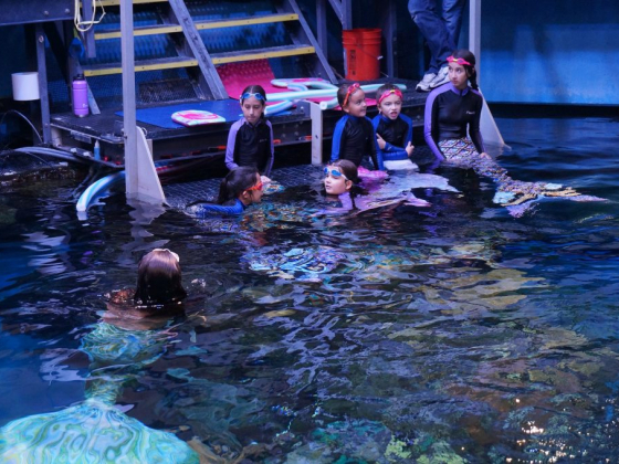 Silverton Aquarium